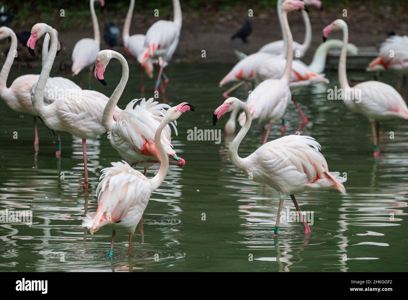 beautiful bird flamingo pink on the lake in nature Stock Photo