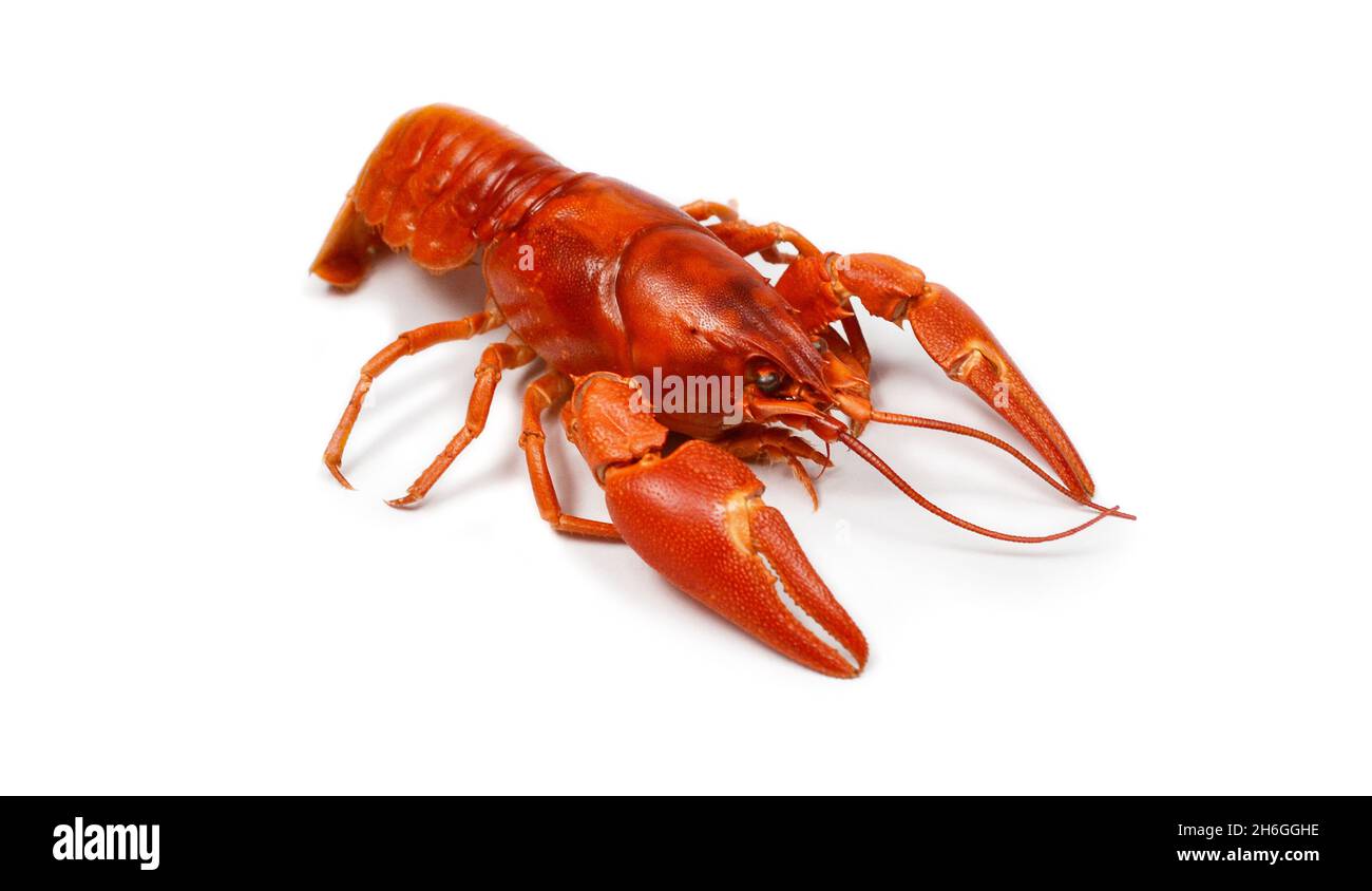 red river crayfish - isolated on white background Stock Photo