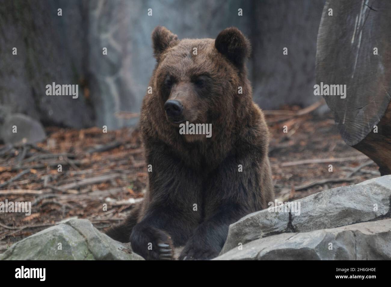 big fearsome bear furry Stock Photo