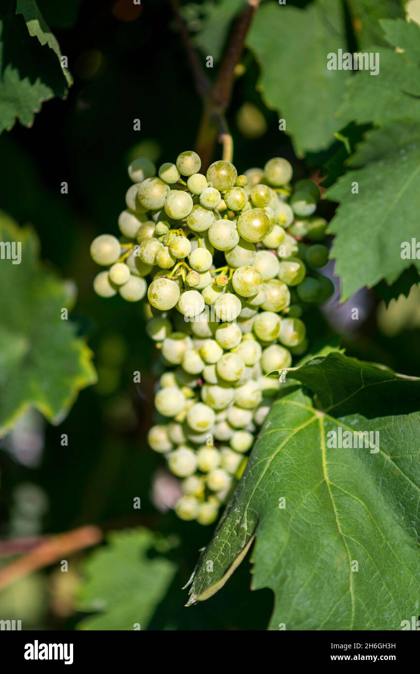 Grapes ripening on the vine Stock Photo Alamy