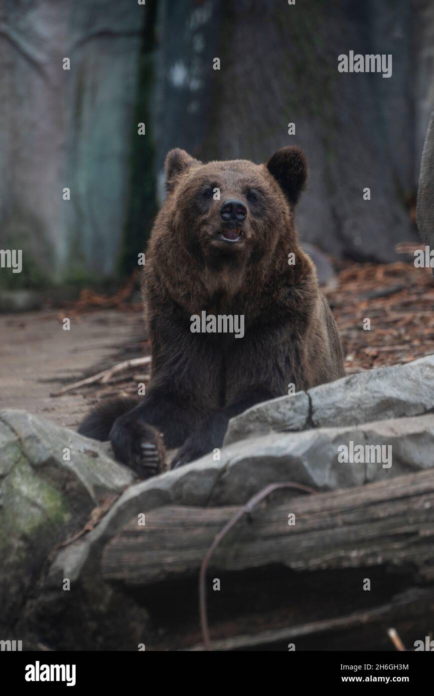 big fearsome bear furry Stock Photo