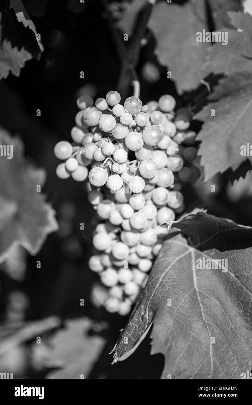Grapes ripening on the vine Stock Photo
