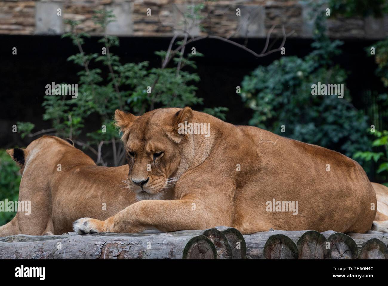 beautiful big lioness animal lies in nature Stock Photo