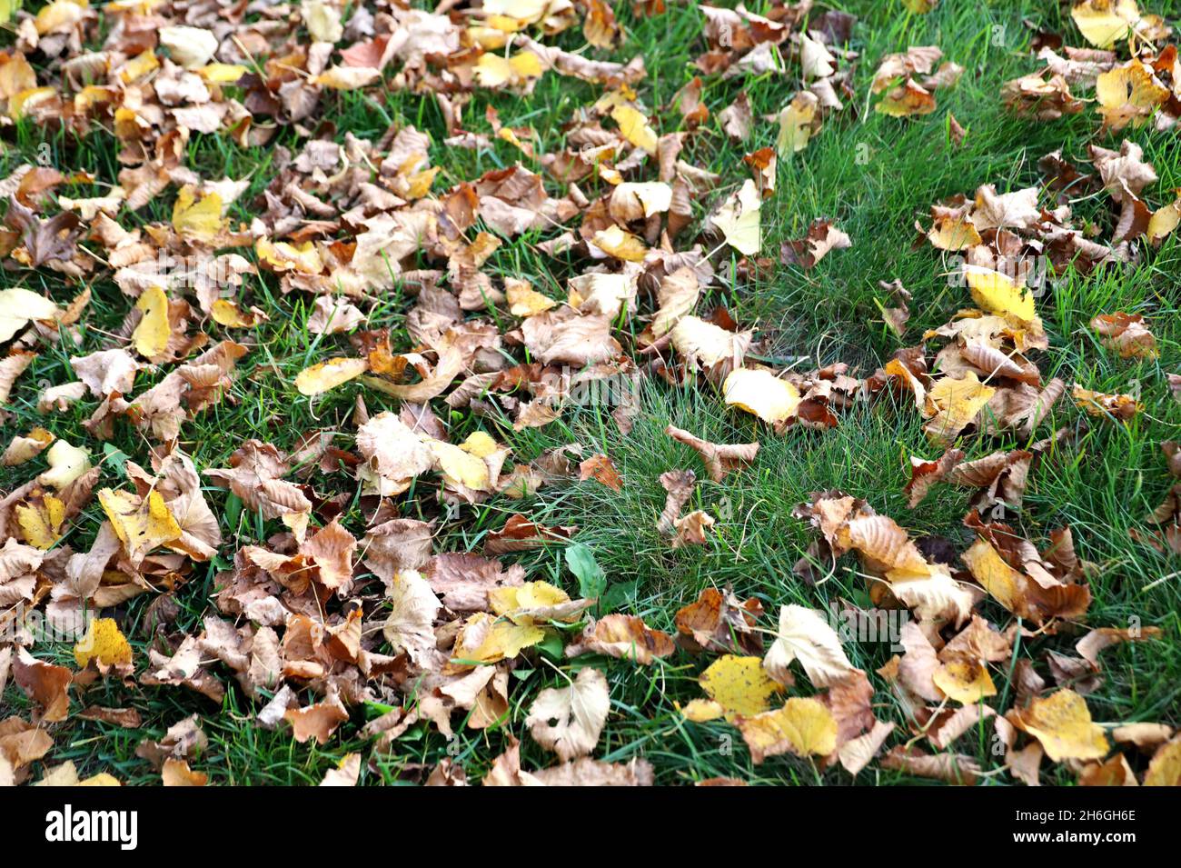 High angle shot of fallen autumn leaves on the ground Stock Photo - Alamy