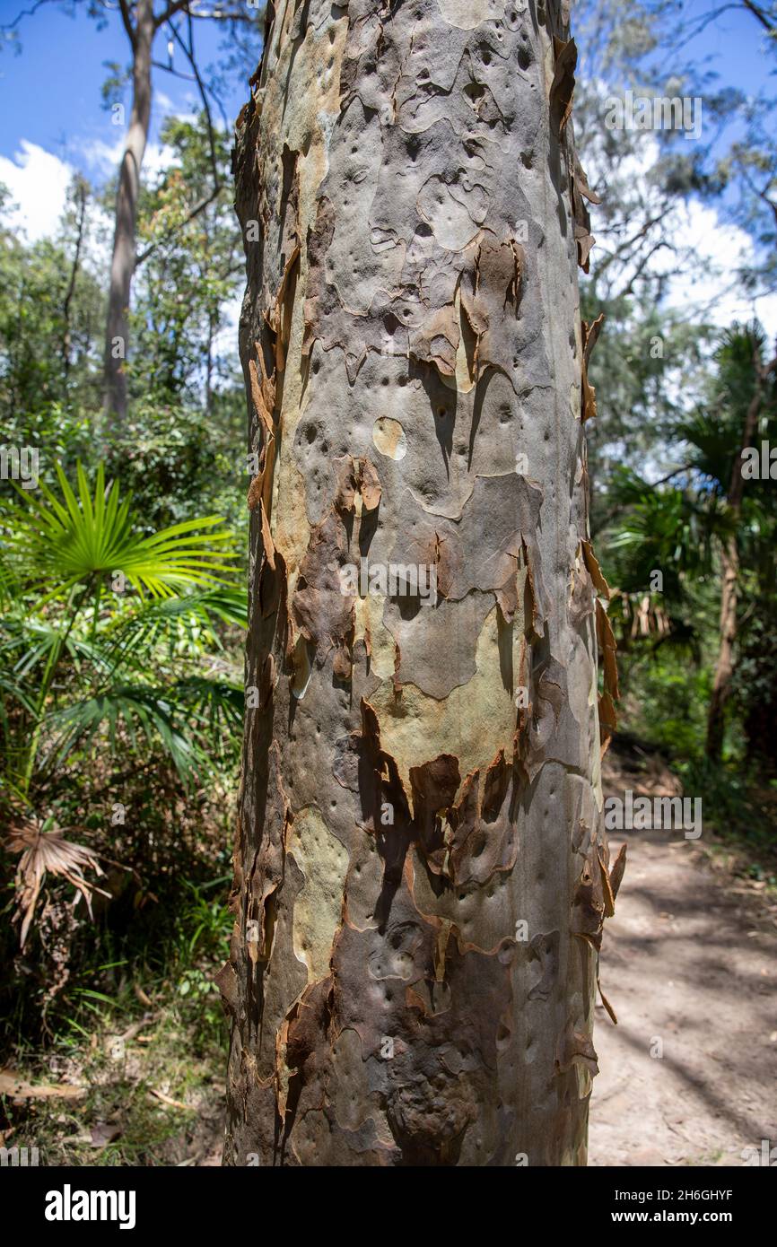 Angophora bushland reserve in Avalon Beach and Clareville, a wildlife urban sanctuary, of cultural and heritage significance in Sydney,NSW,Australia Stock Photo
