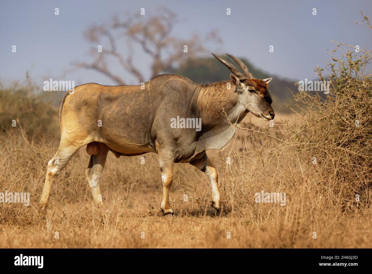 Common Eland - Taurotragus oryx also the southern eland or eland antelope, savannah and plains antelope found in East and Southern Africa, family Bovi Stock Photo