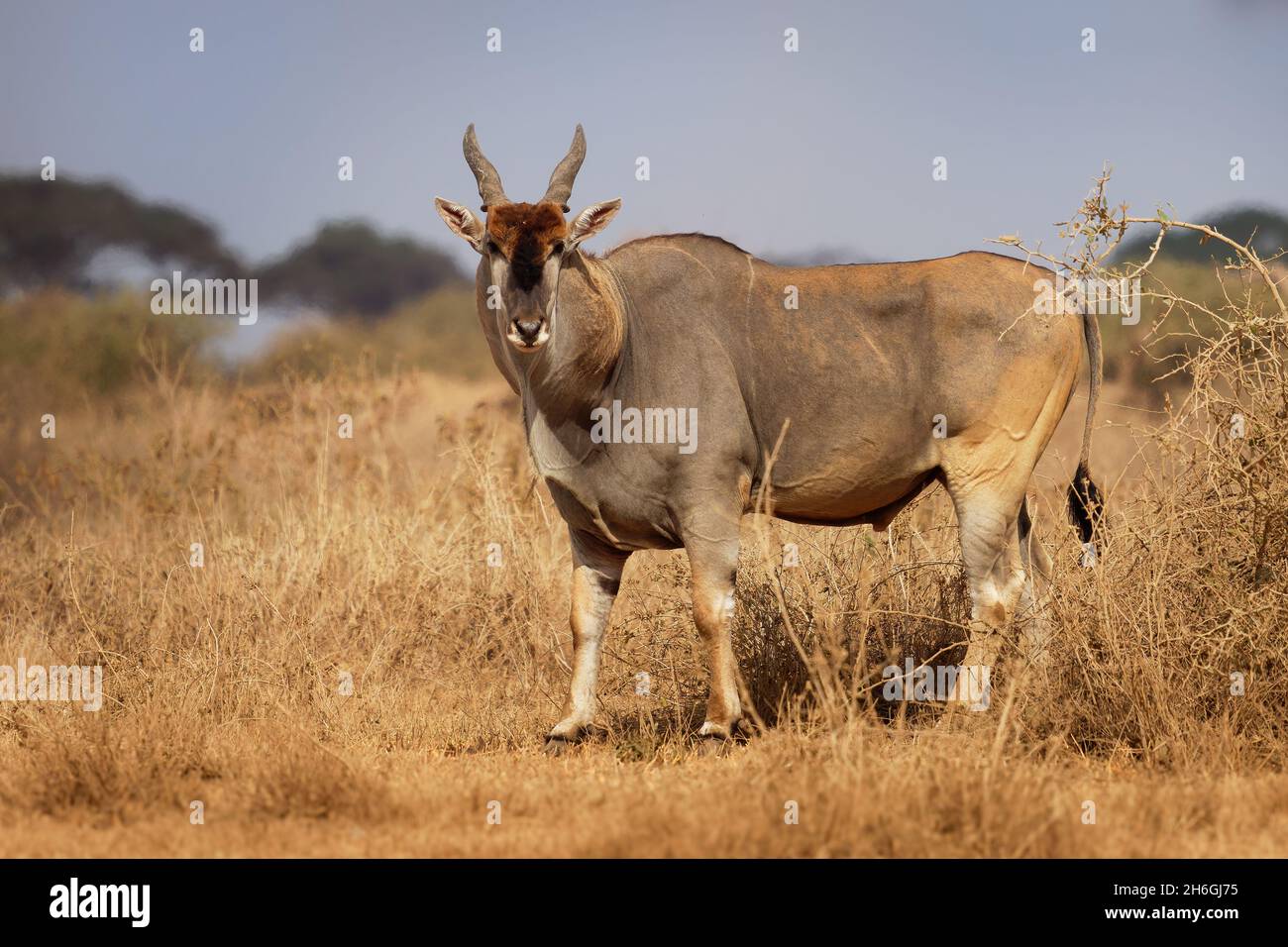 Common Eland - Taurotragus oryx also the southern eland or eland antelope, savannah and plains antelope found in East and Southern Africa, family Bovi Stock Photo