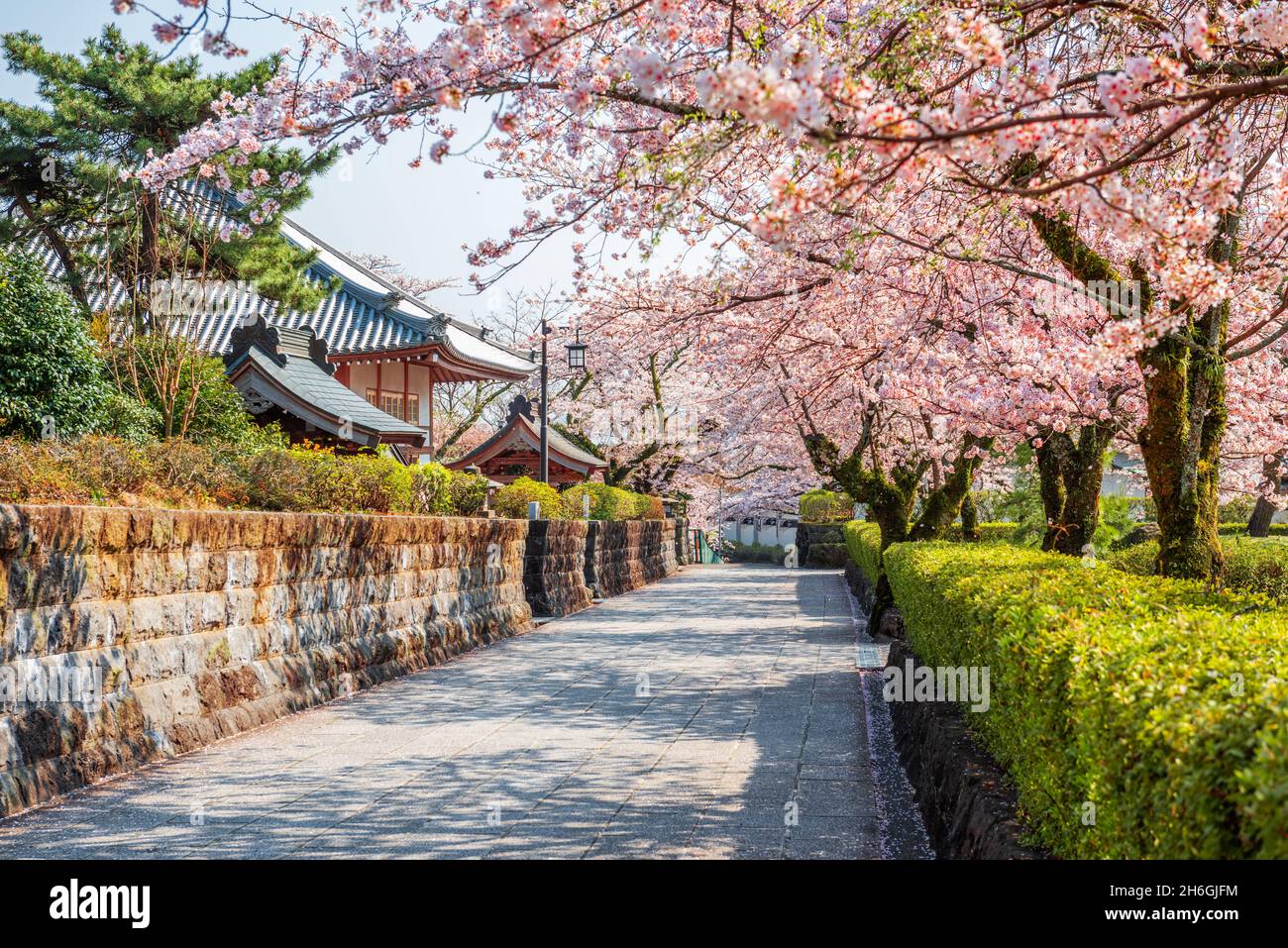 Shizuoka, Japan old town streets with cherry blossoms in Spring season. Stock Photo