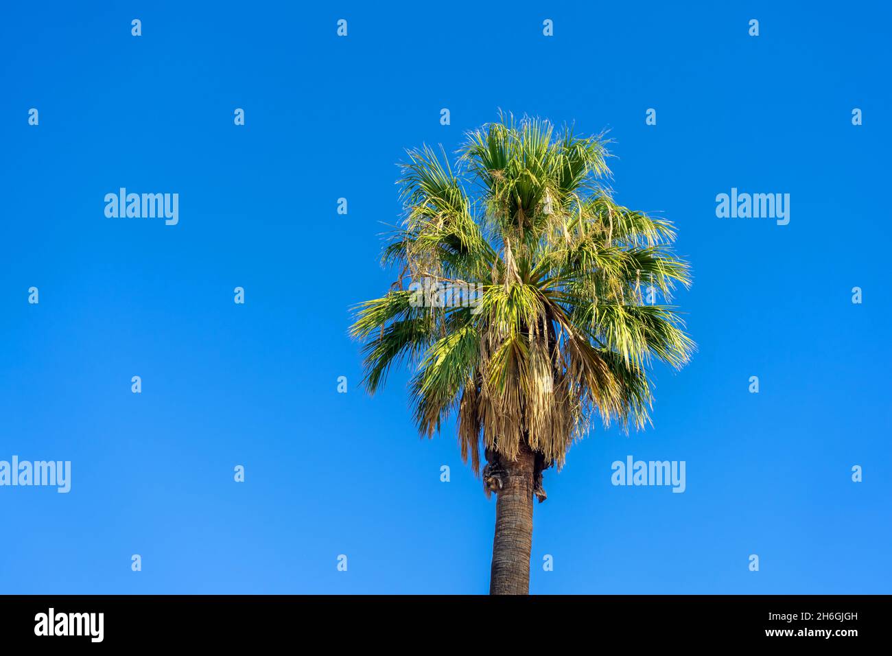 California Fan Palm Tree with clear blue sky Stock Photo