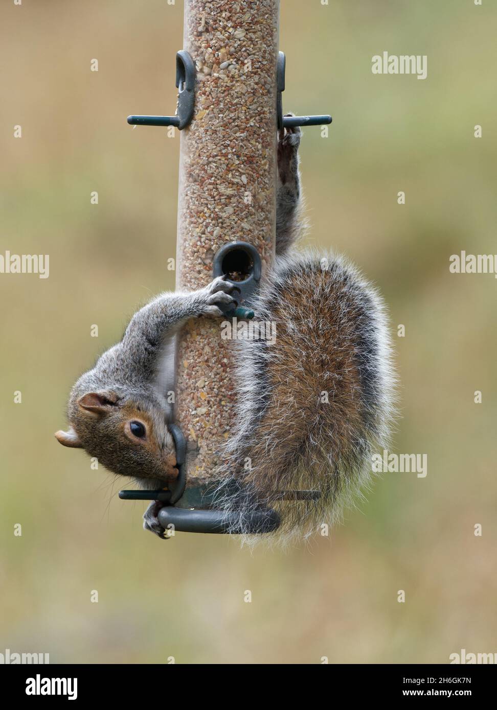 A grey squirrel (Sciurus carolinensis) hanging onto a bird feeder at Potteric Carr Nature Reserve, a Yorkshire Wildlife Trust reserve in Doncaster, So Stock Photo