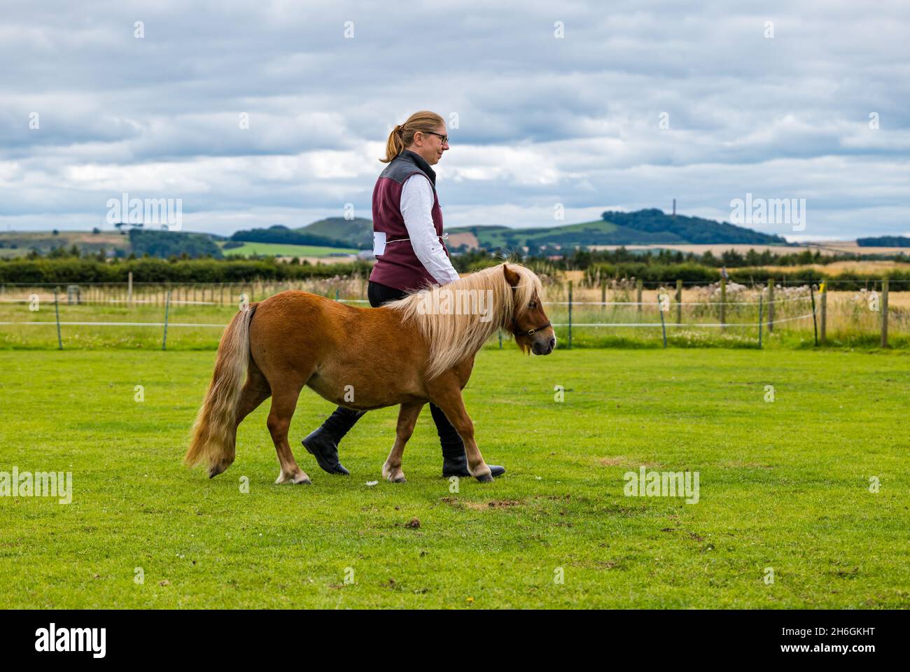 Summer horse show: a woman leading a miniature Shetland pony in a field, East Lothian, Scotland, UK Stock Photo