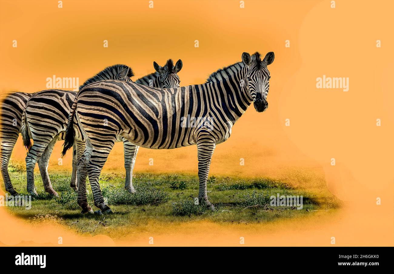 Photography and wildlife hi-res stock photography and images - Alamy