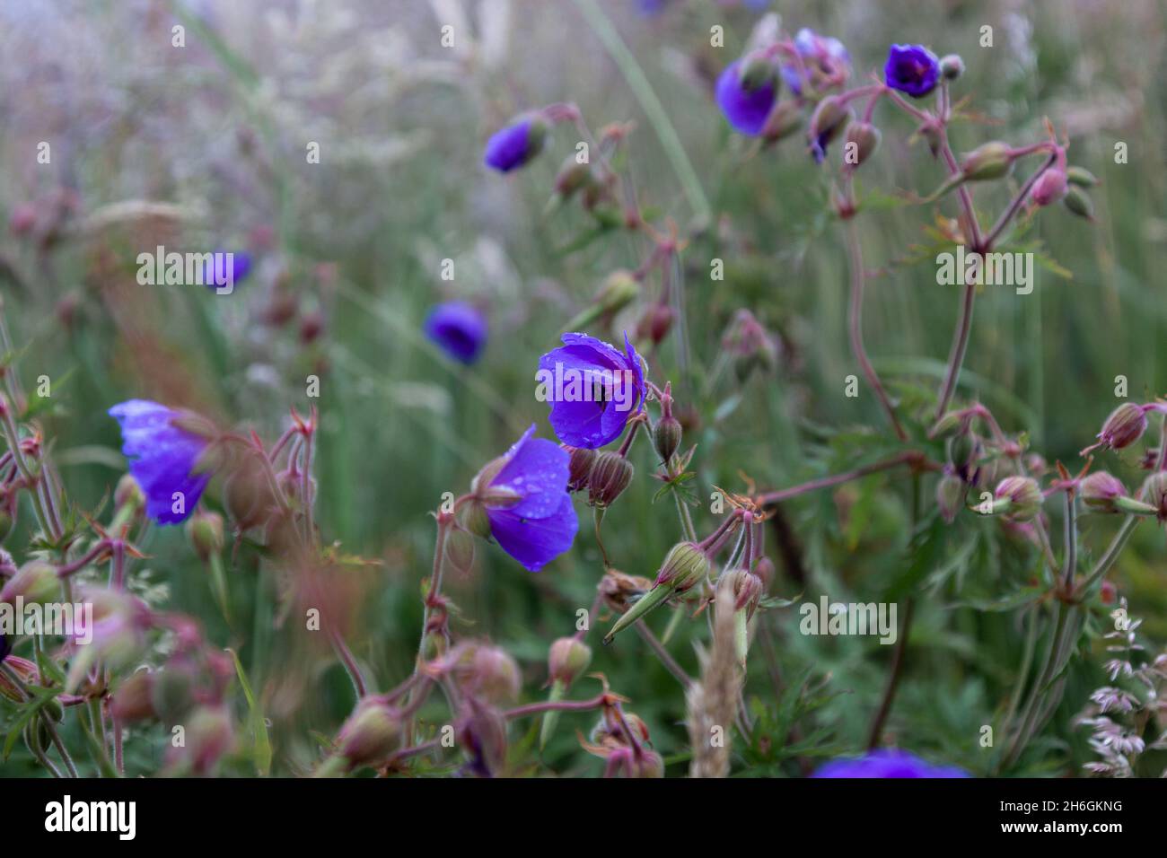 Purple Wildflowers / flowers in bloom during the Scottish summer with a natural green background. Nature is beautiful Stock Photo