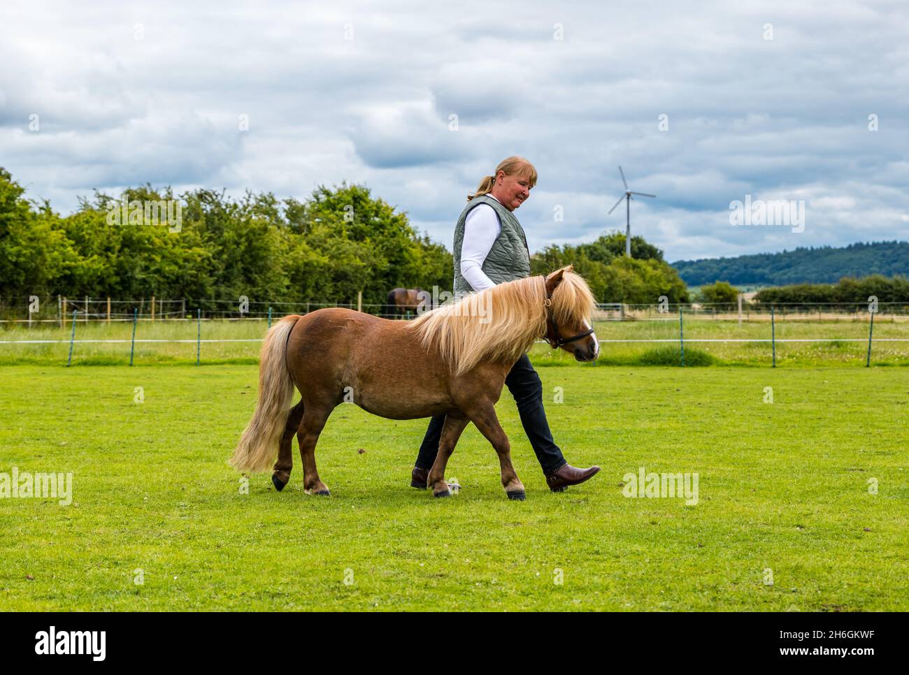 Summer horse show: a woman leading a miniature Shetland pony in a field, East Lothian, Scotland, UK Stock Photo