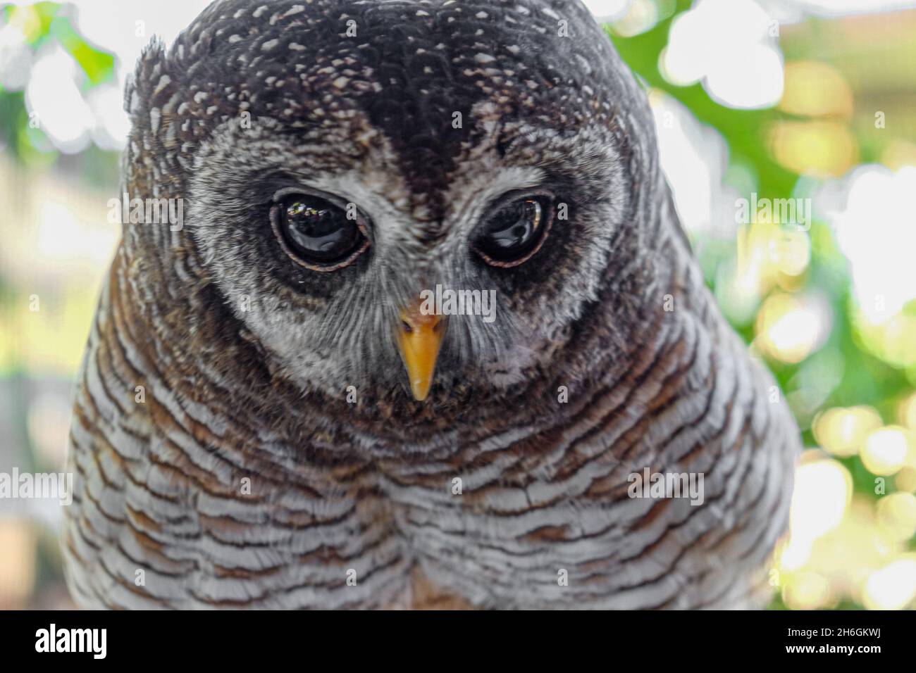 Photography wildlife hi-res stock photography and images - Alamy