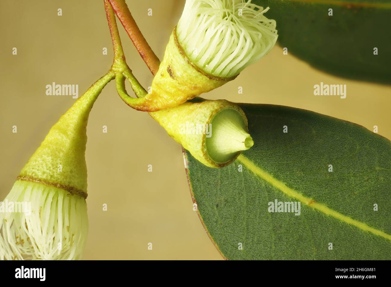 Macro view of eucalyptus buds and leaf Stock Photo