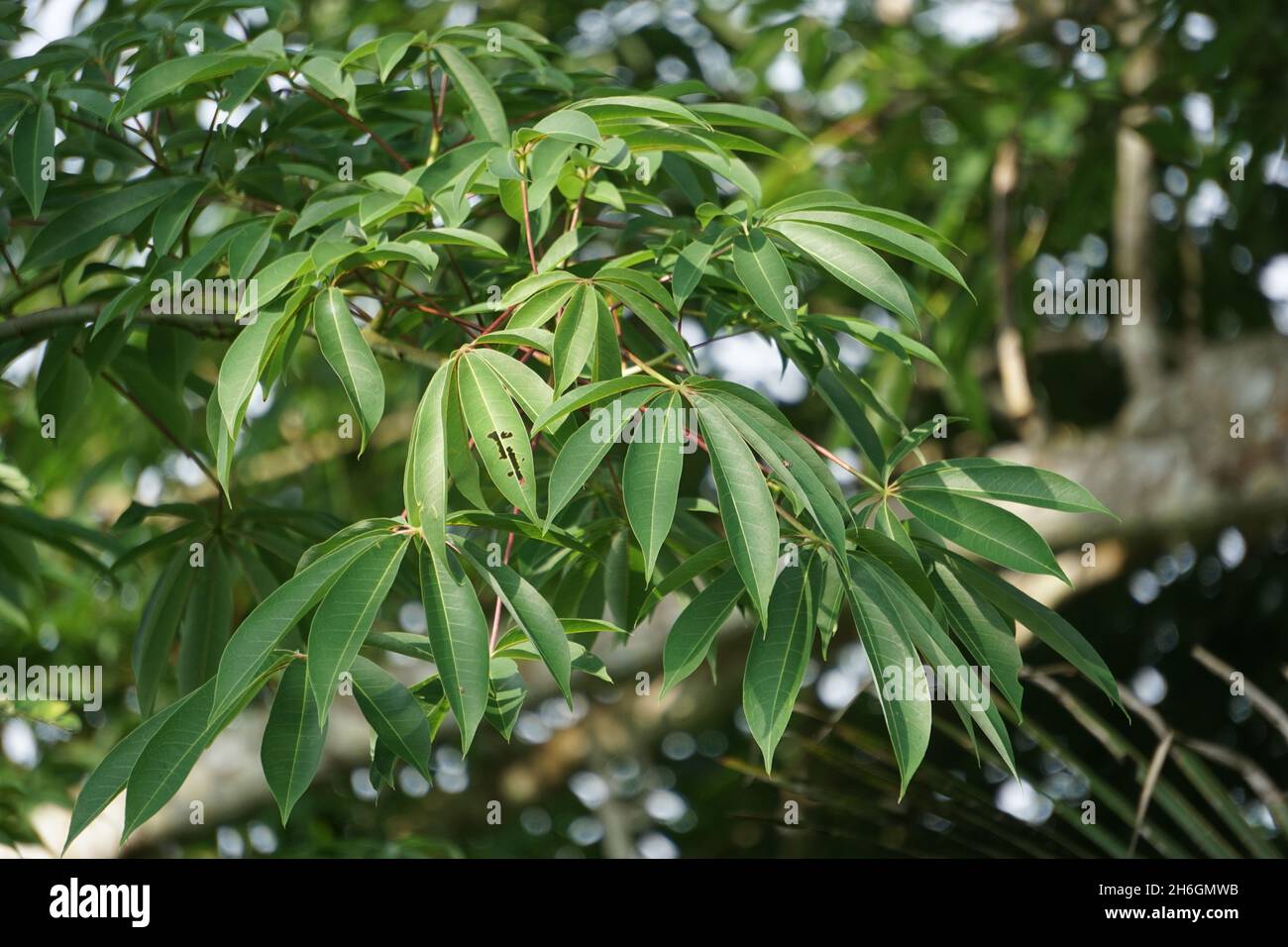 Ceiba pentandra (cotton, Java kapok, silk cotton, samauma) with a ...