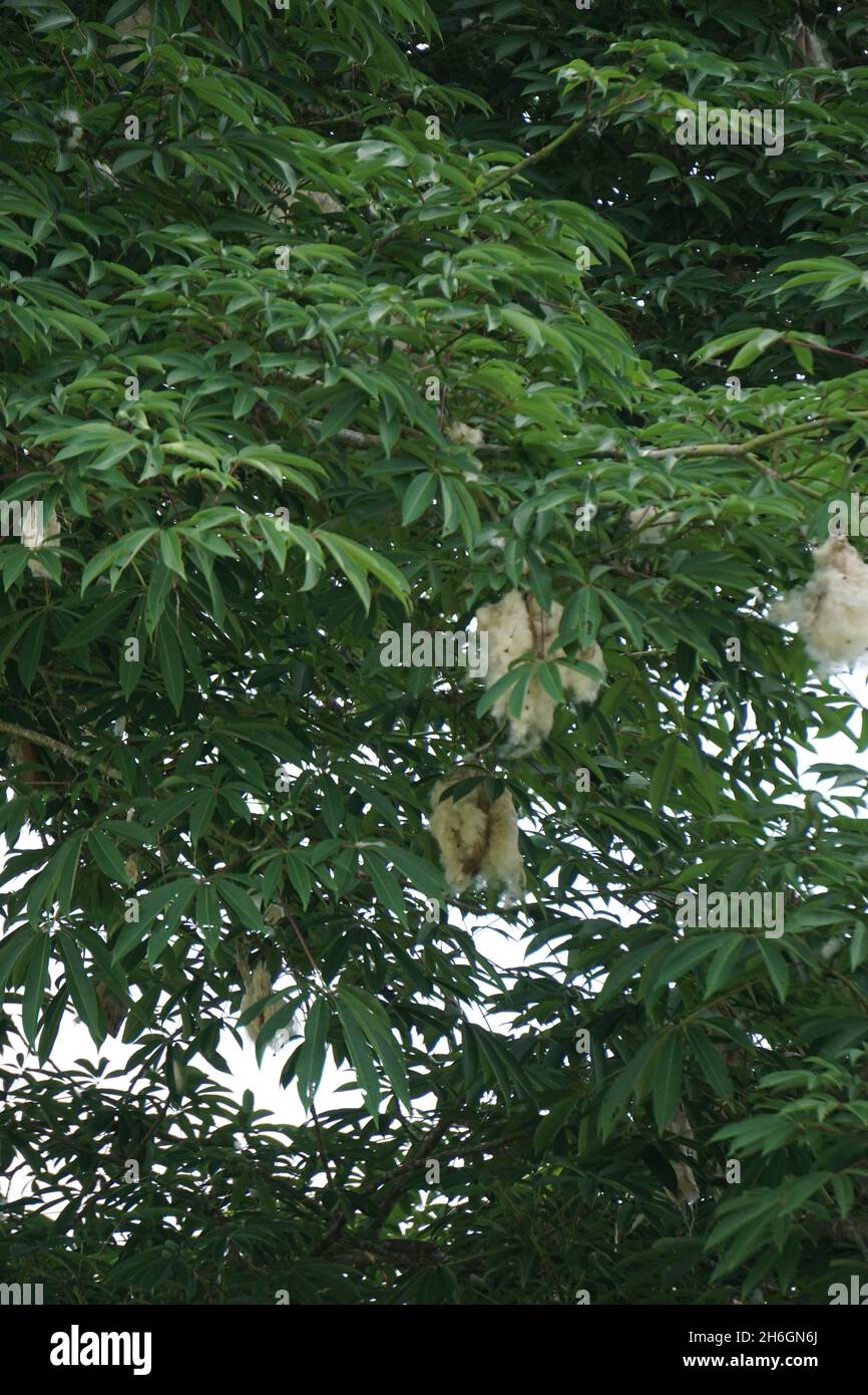 Ceiba pentandra (cotton, Java kapok, silk cotton, samauma) with a ...