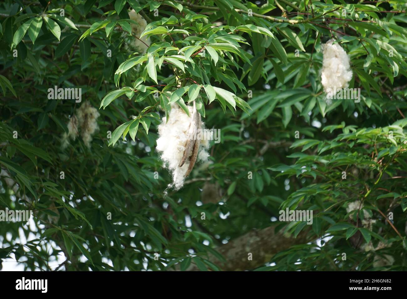 Ceiba pentandra (cotton, Java kapok, silk cotton, samauma) with a ...