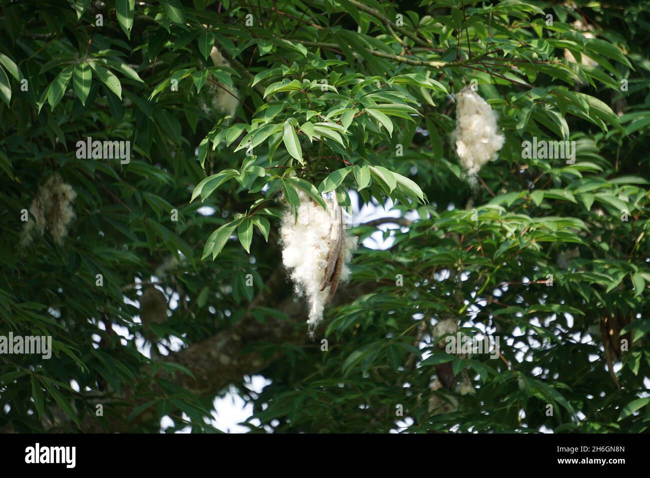 Ceiba pentandra (cotton, Java kapok, silk cotton, samauma) with a ...