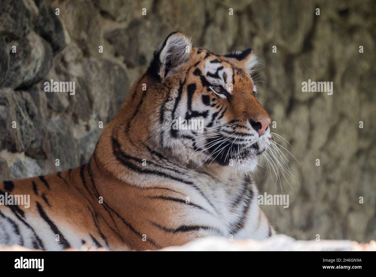 beautiful big tiger animal lies in nature Stock Photo - Alamy