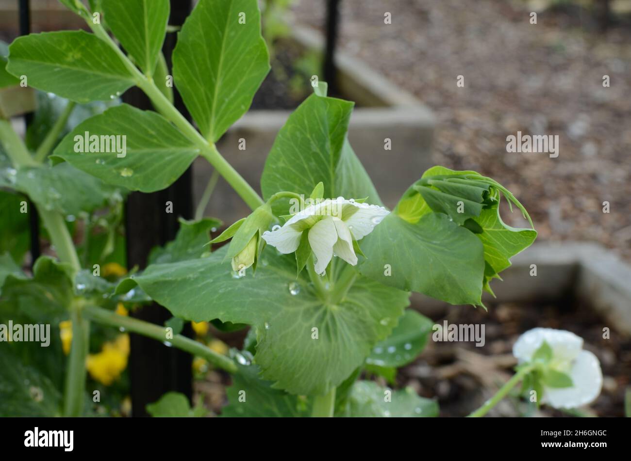 White Blossom On Pea Vine With Water Droplets. Stock Photo