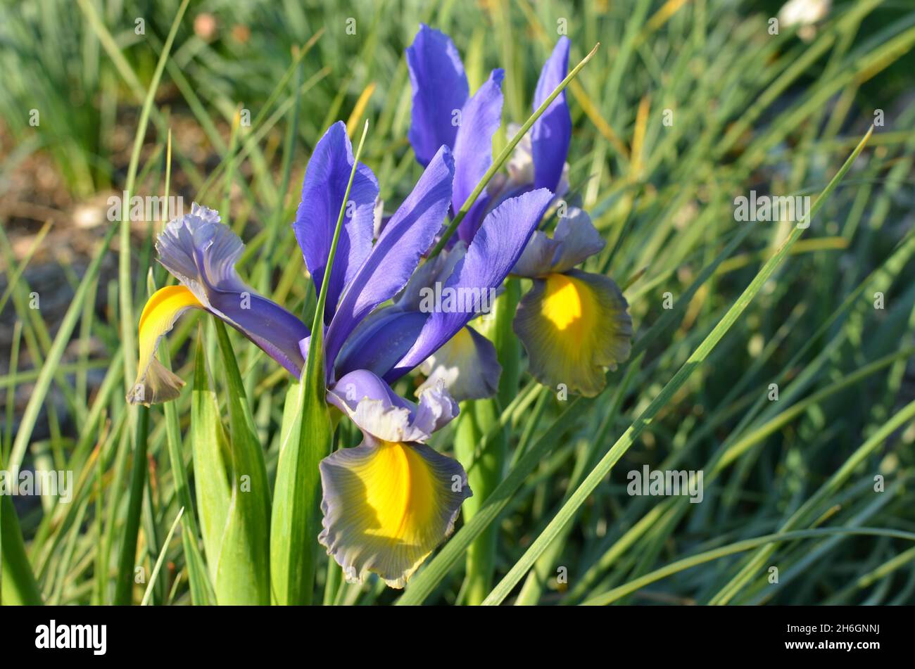 Purple 'Miss Saigon' Dutch Iris Flower. Stock Photo