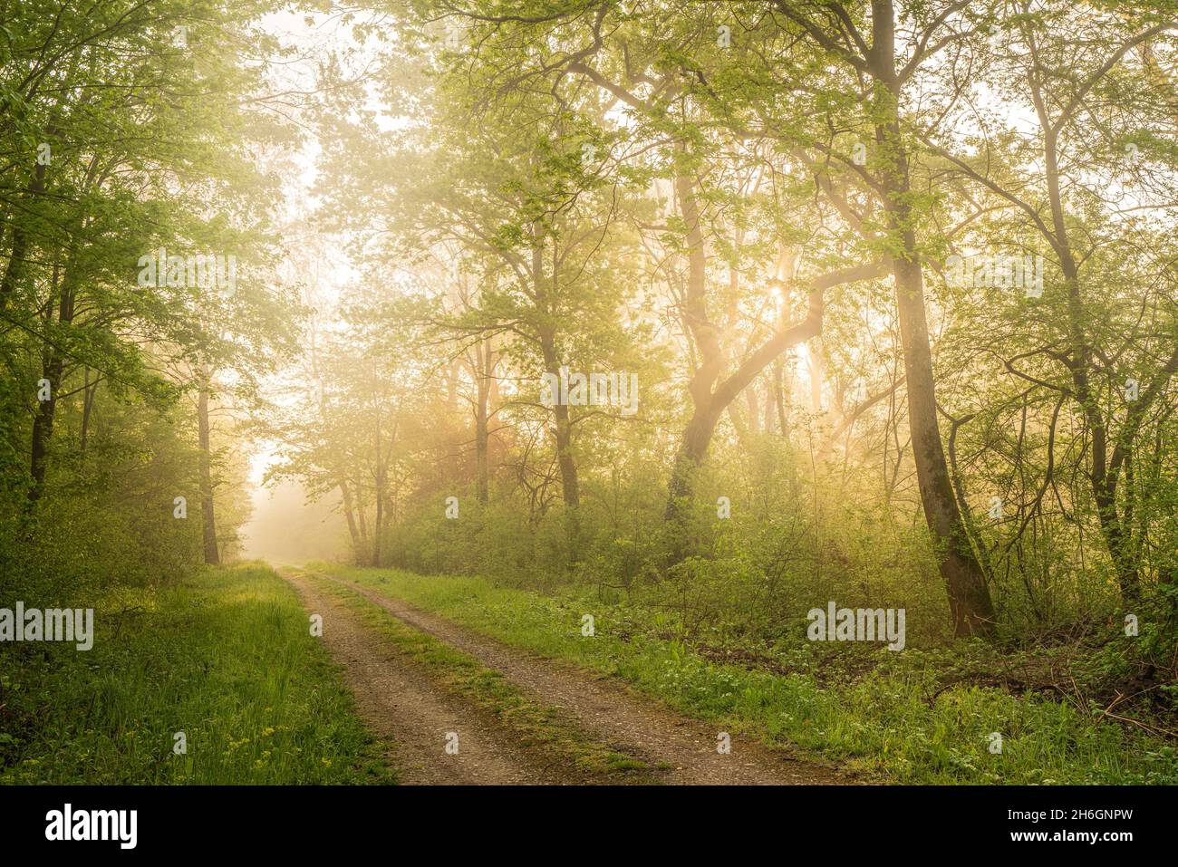 Foggy spring woods hi-res stock photography and images - Alamy