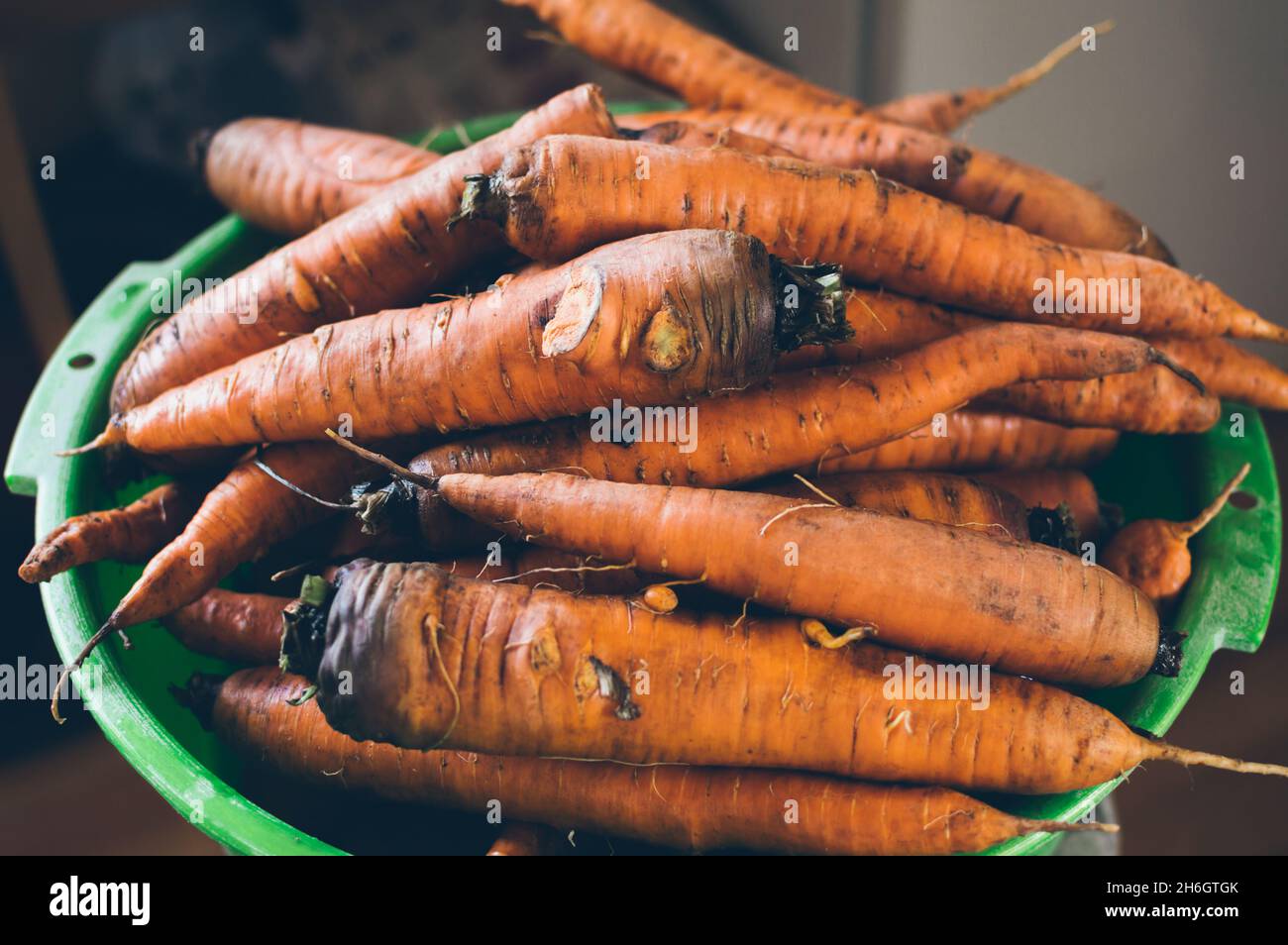 Harvest of fresh dirty carrots in a green basin Stock Photo Alamy