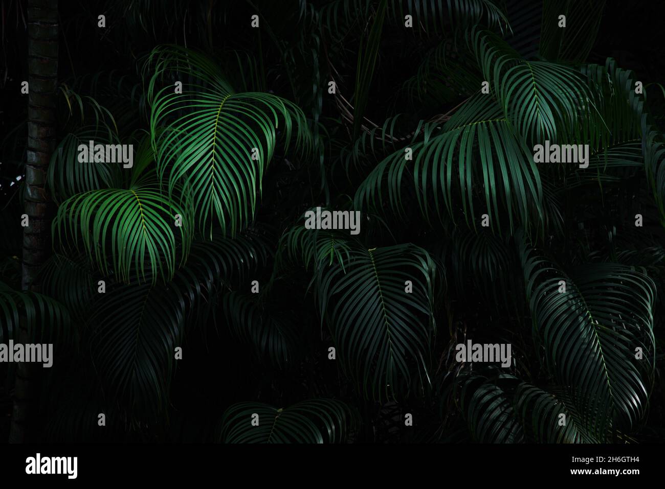 Dark green palm forest background Stock Photo - Alamy