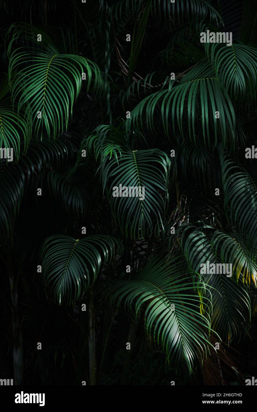Dark green palm leaves hi-res stock photography and images - Alamy
