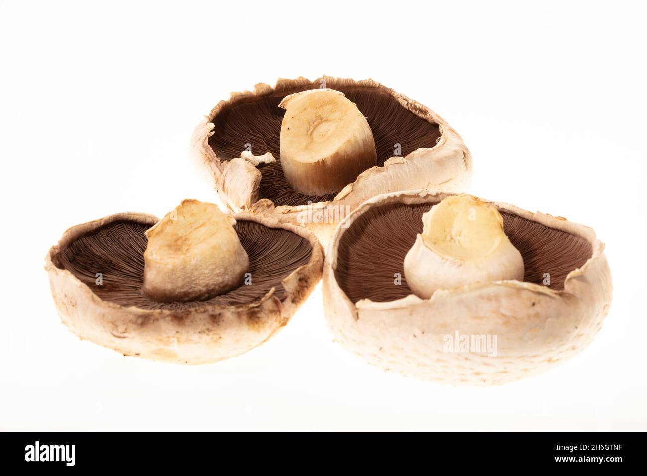 Three large Mushrooms on a plain background, close up food ingredient