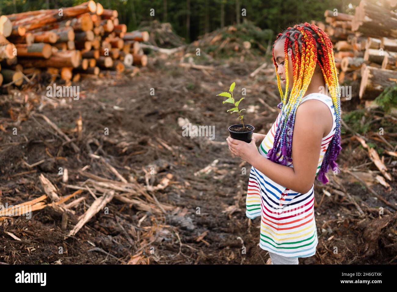 Young mixed race girl with rainbow box braids stands on logging site holding a tree sapling to plant. Stock Photo
