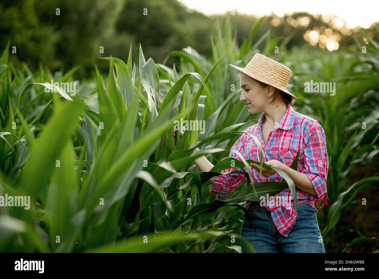 Farmer inspecting corn field summer sunny day Stock Photo - Alamy