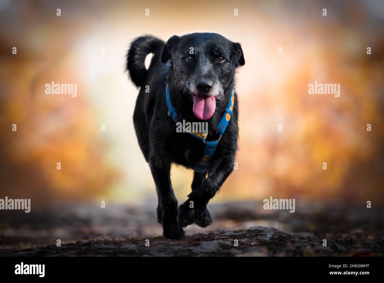 Dog caught playing. A dog is man's best friend. Stock Photo