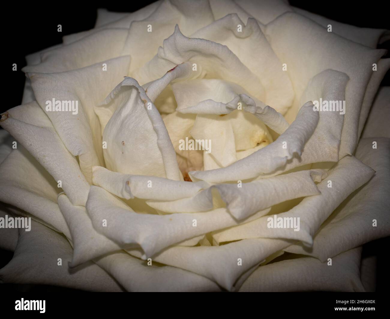detail of white rose flower Stock Photo - Alamy