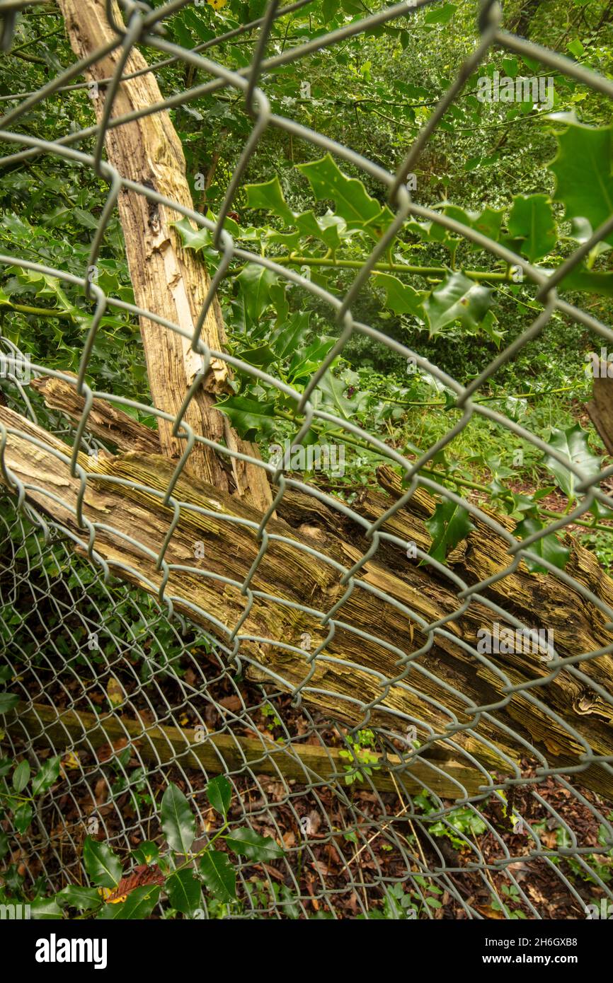 Semi abstract chain link fencing with woodland scenery fading into the ...