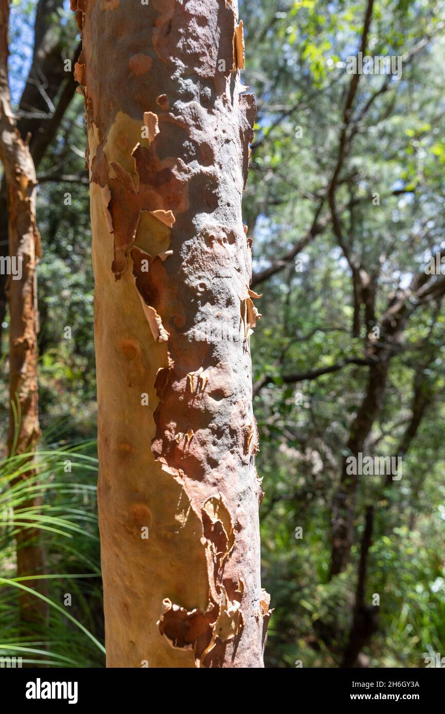 Angophora bushland reserve in Avalon Beach and Clareville contains ...