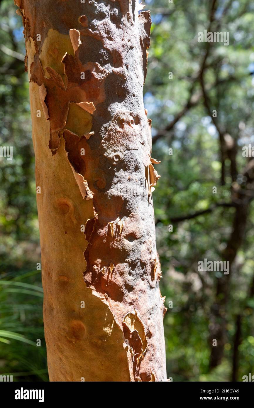 Angophora bushland reserve in Avalon Beach and Clareville contains Sydney red gum trees ,Angophora costata, Stock Photo