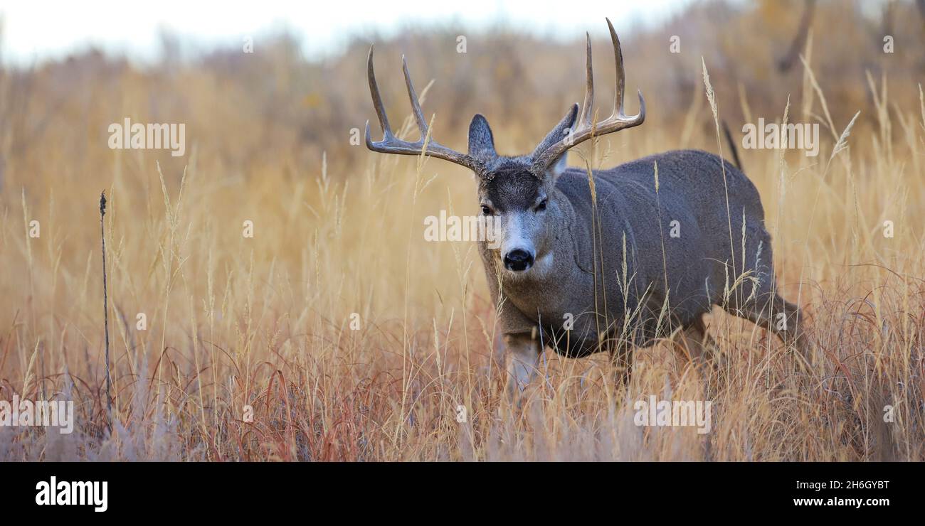 Big Mule Deer buck in tall grass in autumn Stock Photo