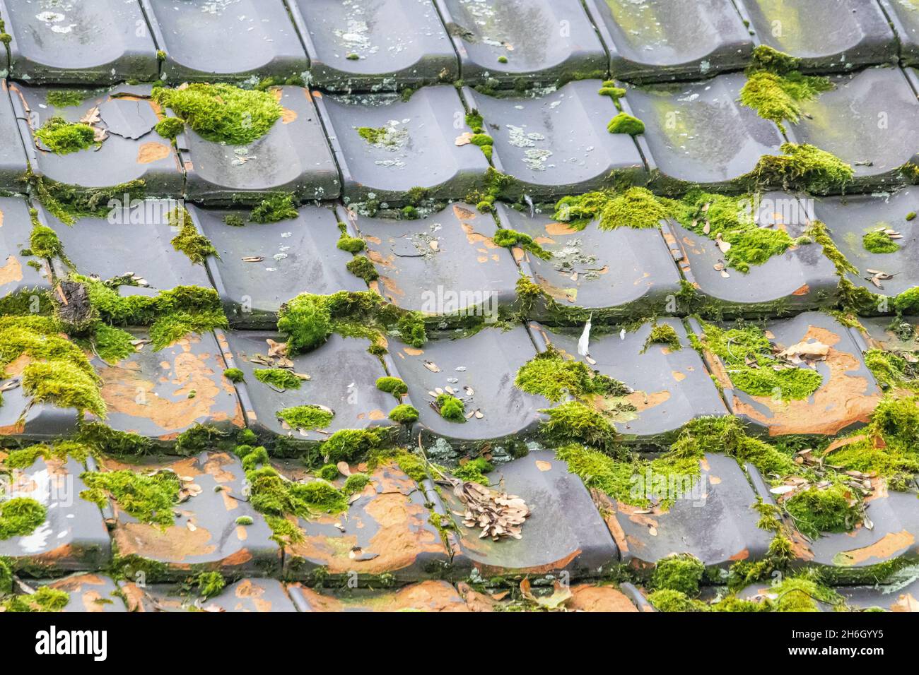 Old roof tiles with moss texture Stock Photo