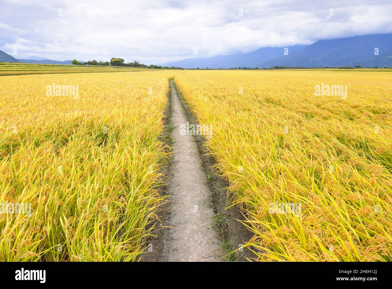Beautiful Ripe rice field and valley at autumn Stock Photo