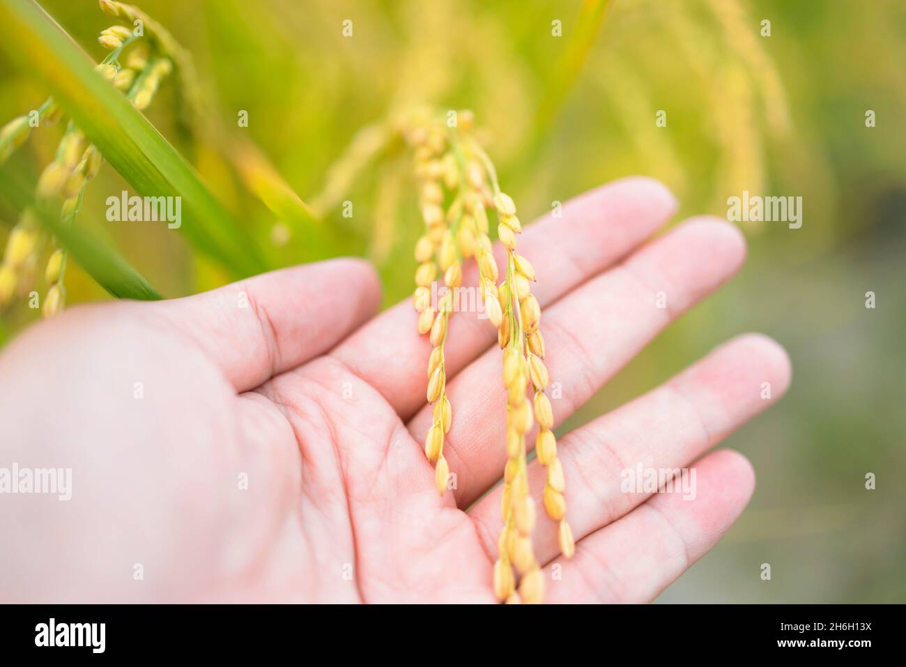 Hand  touching  rice in the paddy field Stock Photo