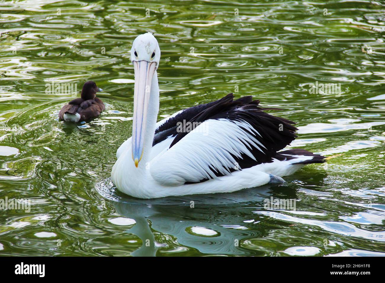Black and white Australian Pelican floating in a lake in Adelaide, Australia. Pelicans are a genus of large water birds that makes up the family Pelec Stock Photo