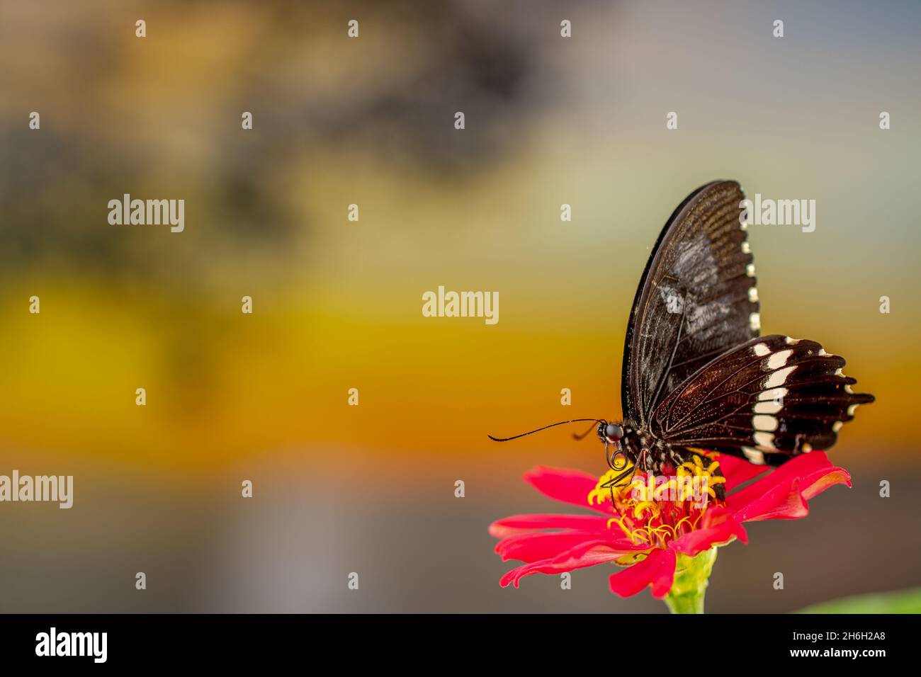 A brown butterfly perched on a red zinnia flower, has a background of autumn leaves and warm sunlight, copy space Stock Photo