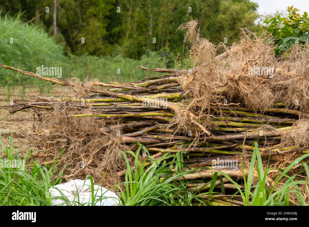 tobacco stalks Pile of tobacco stalks that have been harvested, piled on the edge of the  rice field Stock Photo