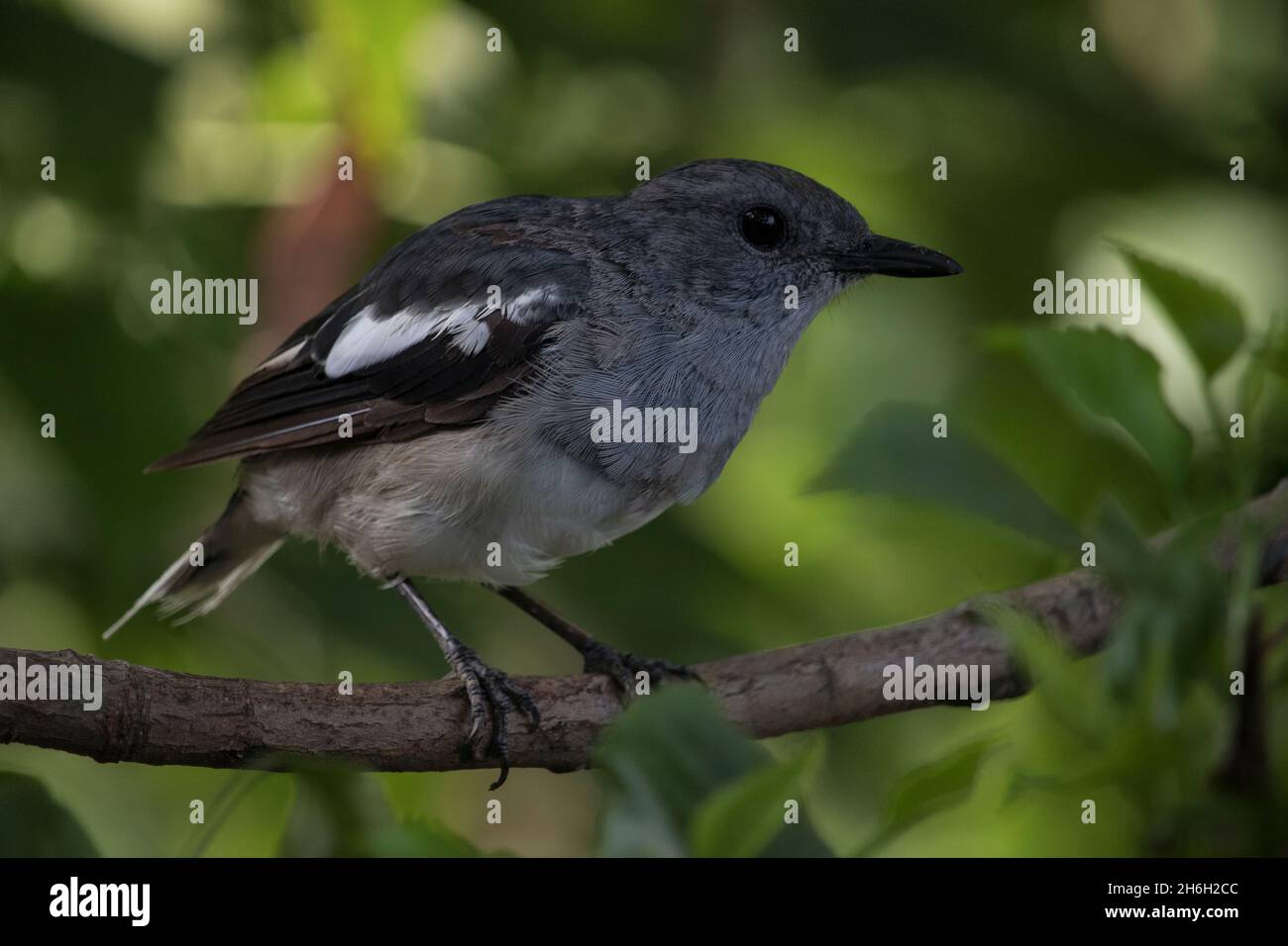 Beautiful Indian oriental magpie robin  bird sit in a branch of tree a and looking for his food ,this bird found in south asian topical forest Stock Photo