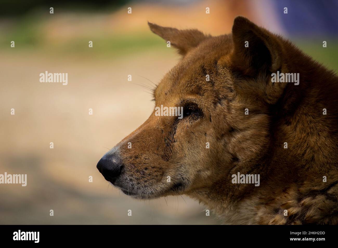 Close-up of a Indian street dog face Stock Photo