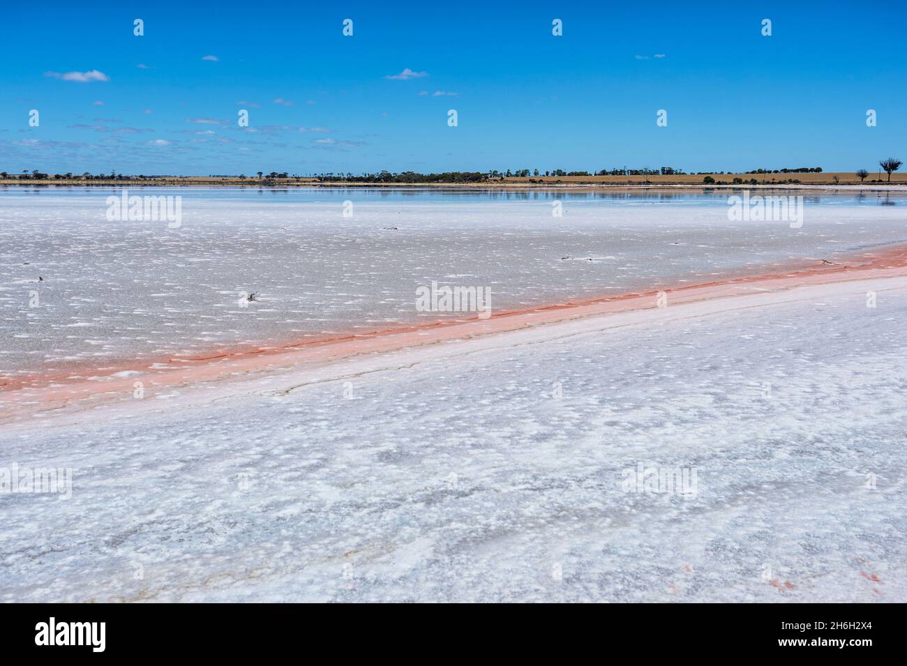 Scenic view of a pink salt lake near Lake Grace, Western Australia, WA, Australia Stock Photo