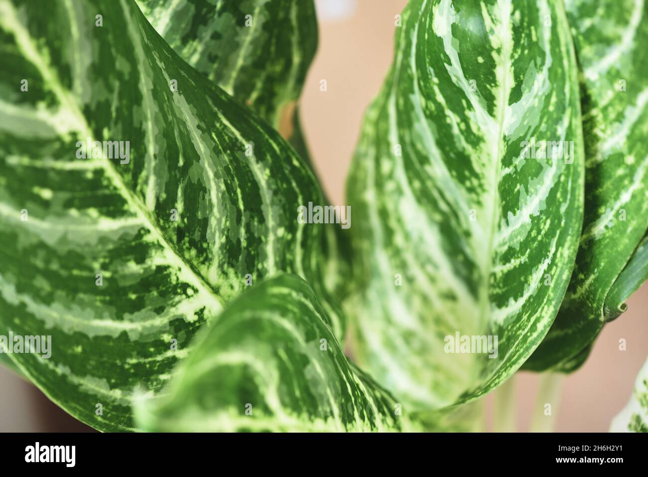 Dieffenbachia flower fresh green and white leaf plant in the home garden ornamental plants in pot, spotted leaves Aglaonema Repotting plant concept Stock Photo